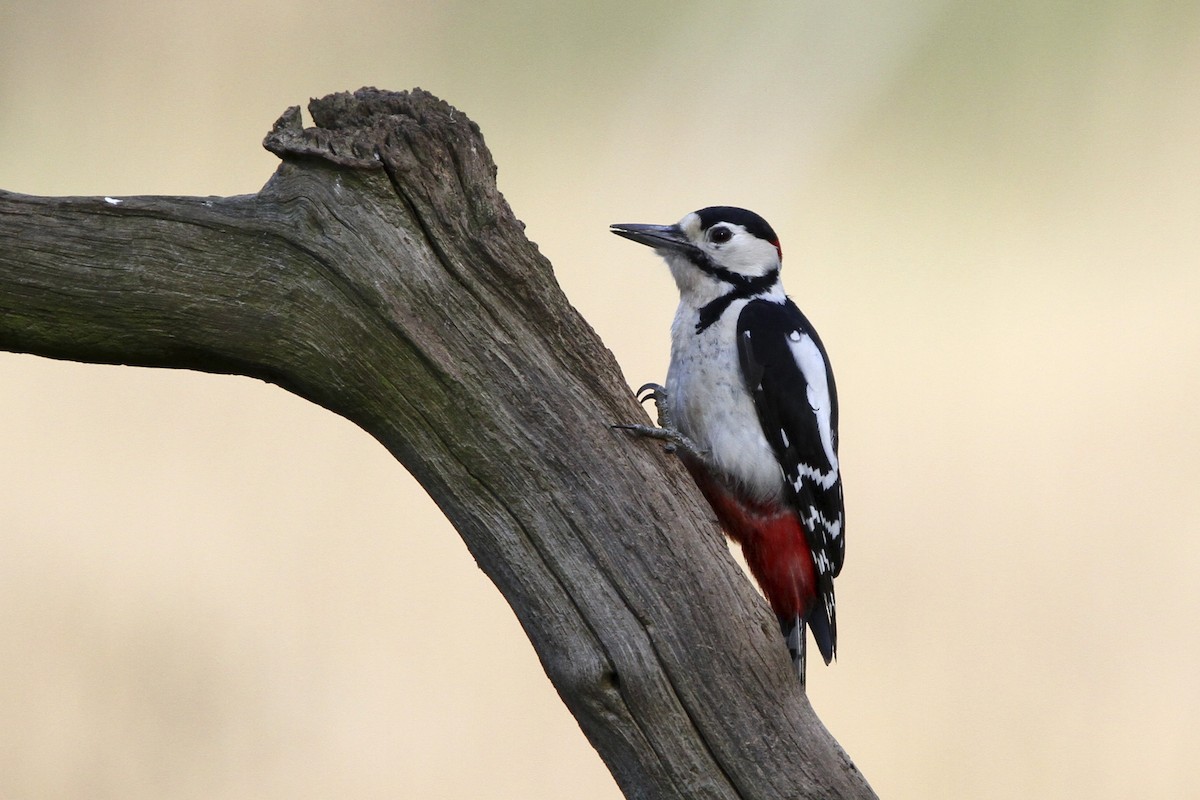 アカゲラ - ML644005642