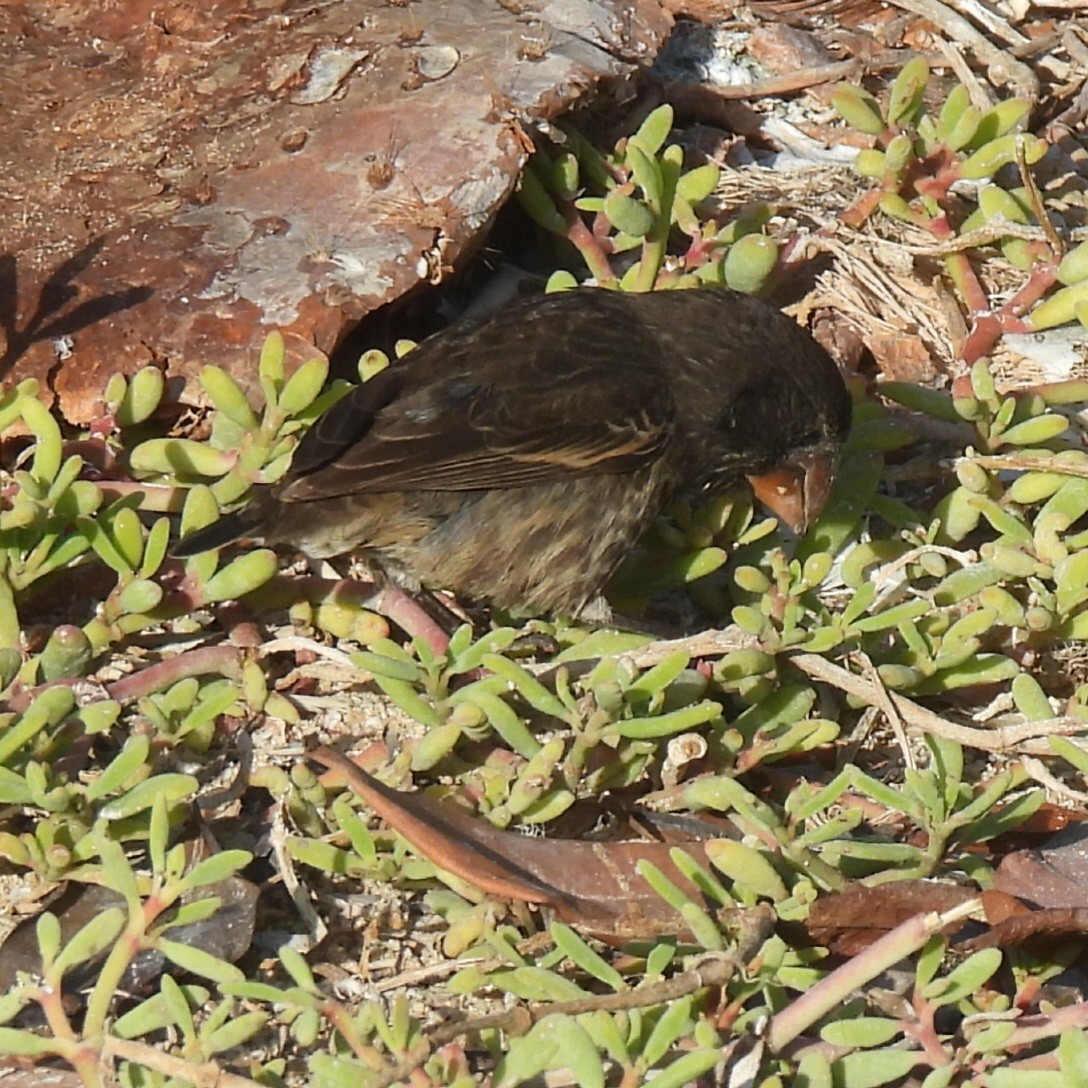 ヘノベササボテンフィンチ - ML644005658