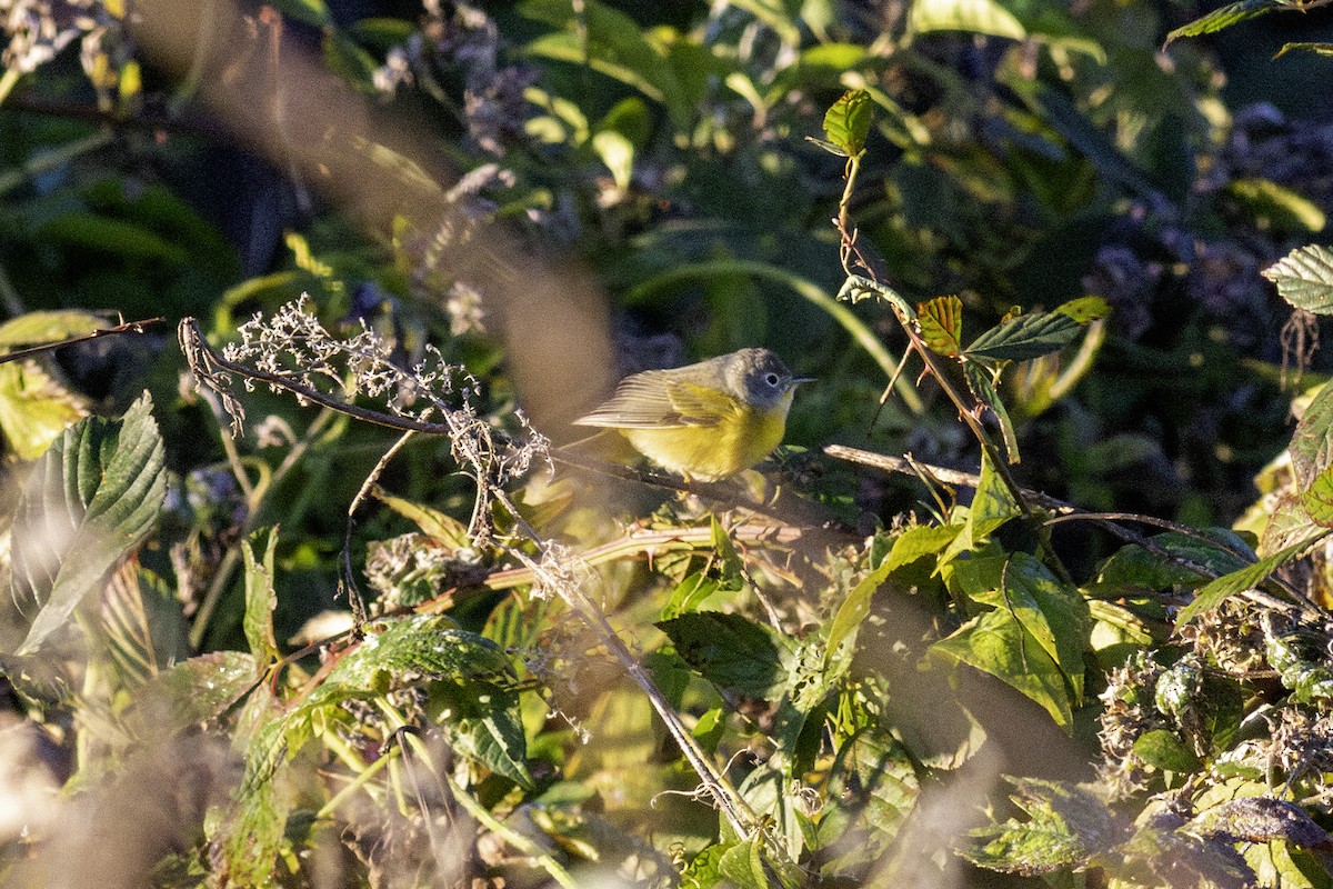Paruline à joues grises - ML644005661