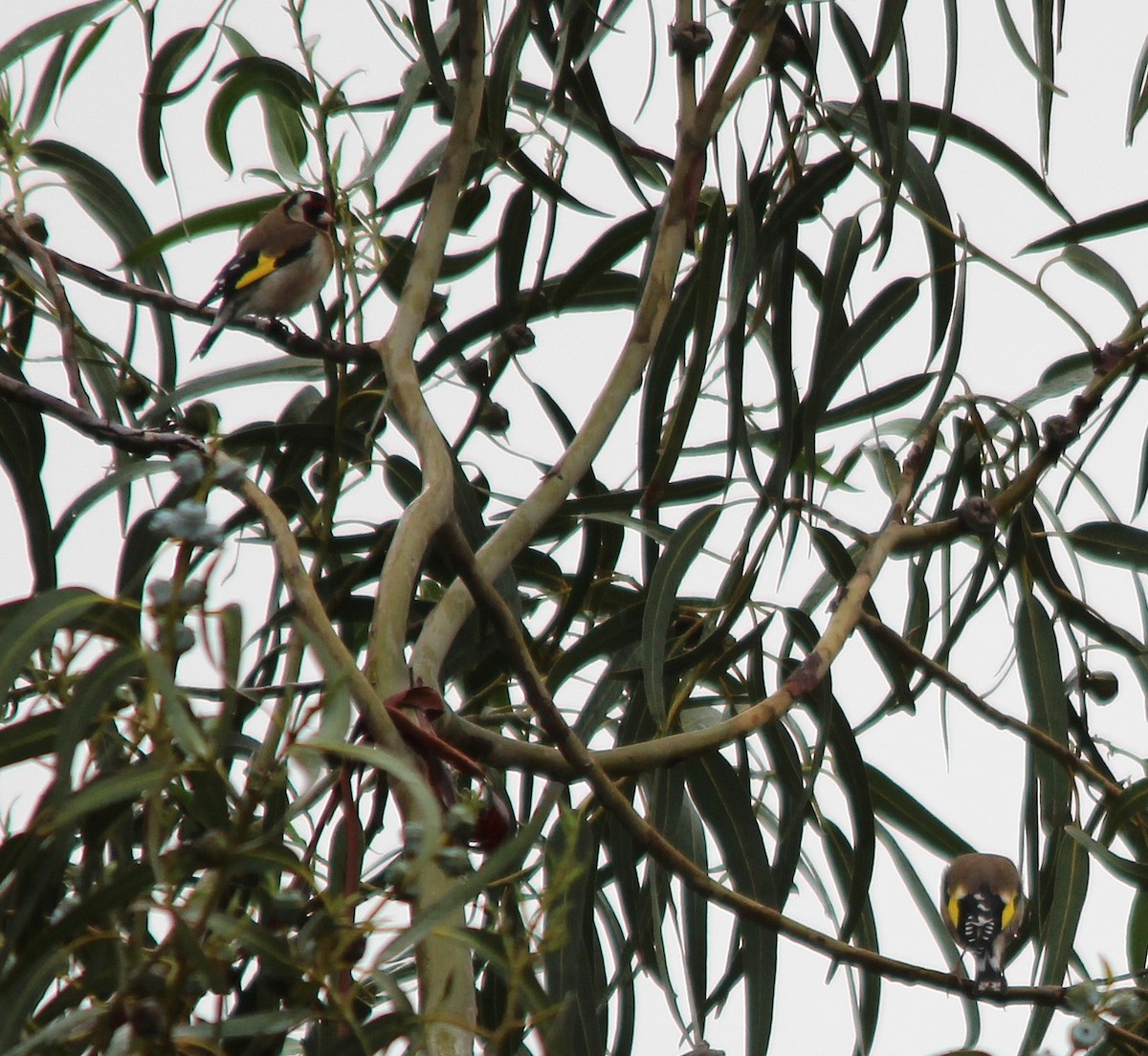 ゴシキヒワ - ML644005670