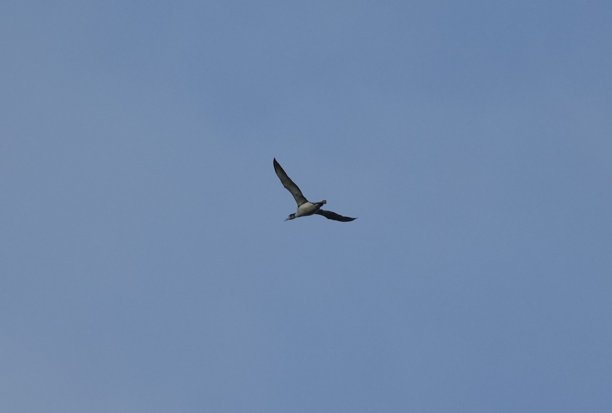 Common Loon - ML644005674
