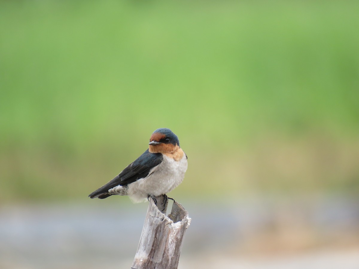 Pacific Swallow - ML644005678