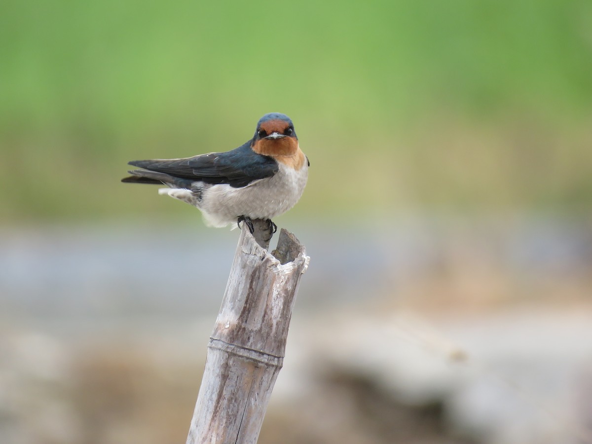 Pacific Swallow - ML644005679