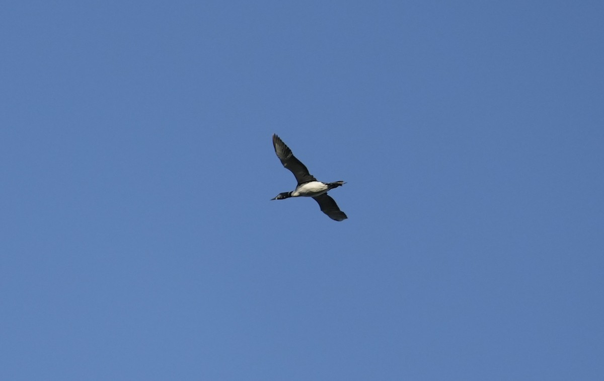 Common Loon - ML644005686
