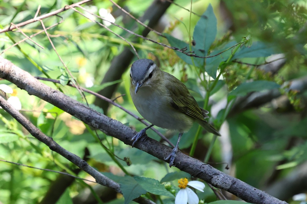 Red-eyed Vireo - ML644005713