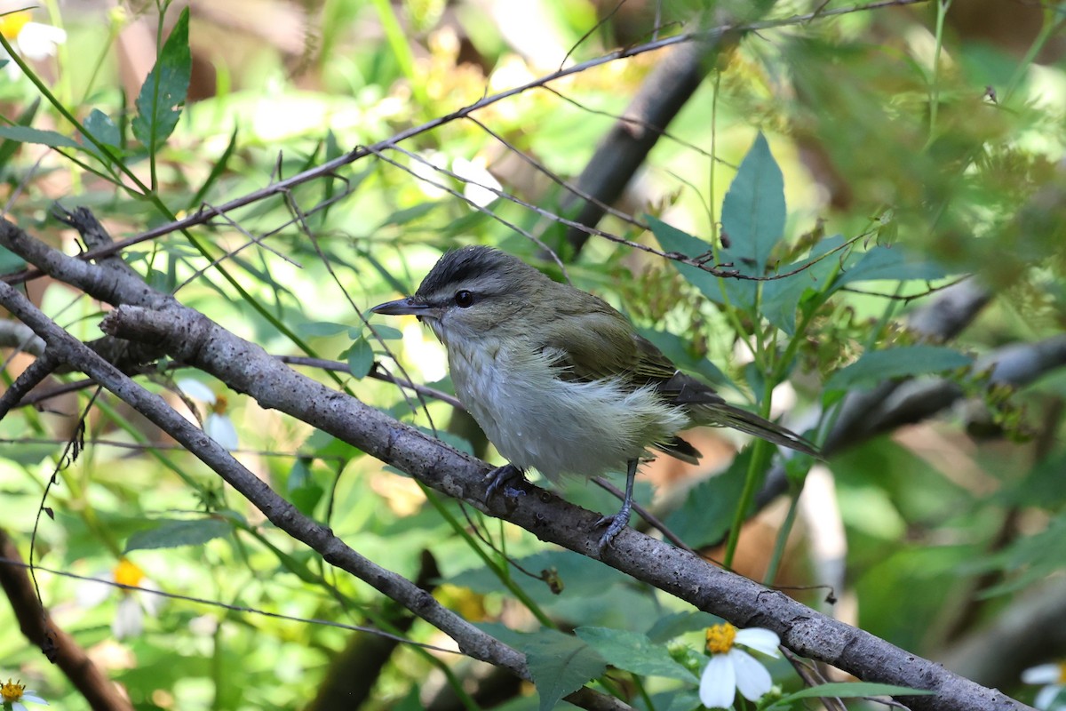 Red-eyed Vireo - ML644005717