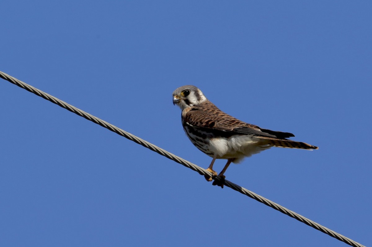 American Kestrel - ML644005736
