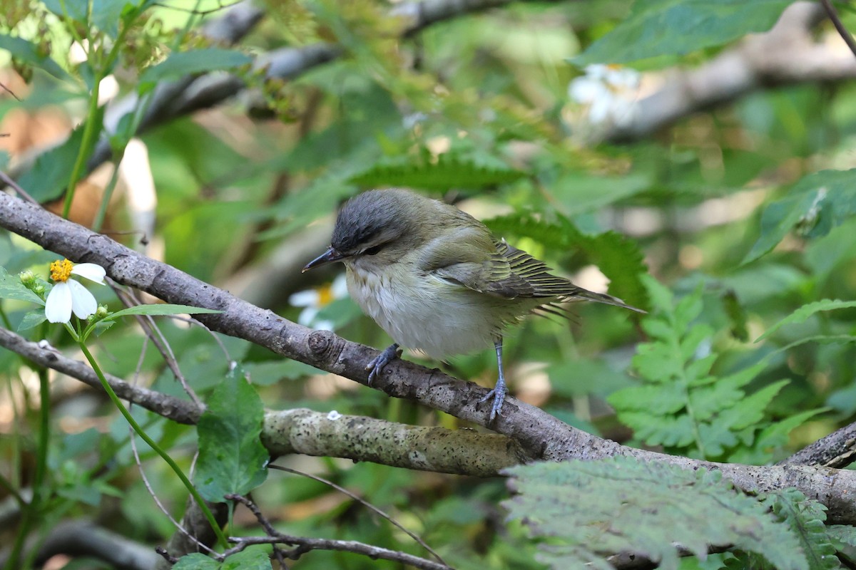 Red-eyed Vireo - ML644005738