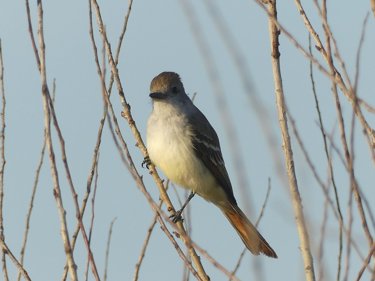 Ash-throated Flycatcher - ML644005742