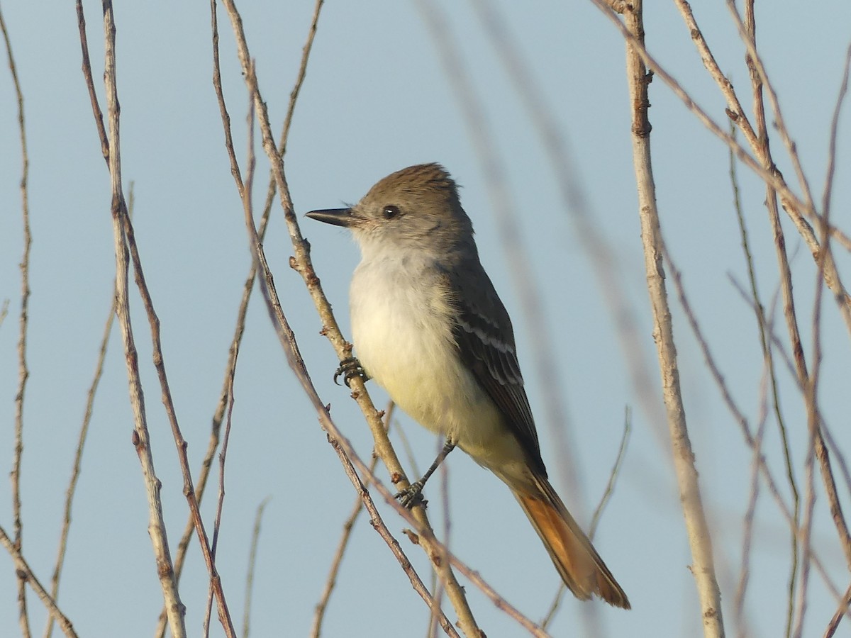 Ash-throated Flycatcher - ML644005743