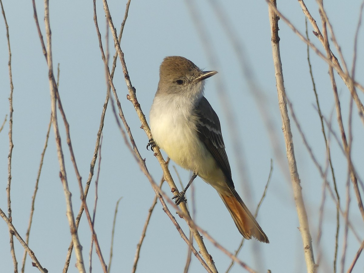 Ash-throated Flycatcher - ML644005744