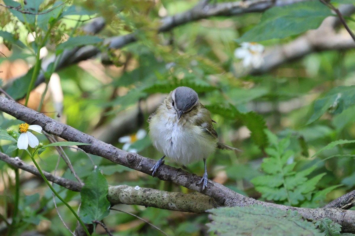 Red-eyed Vireo - ML644005749