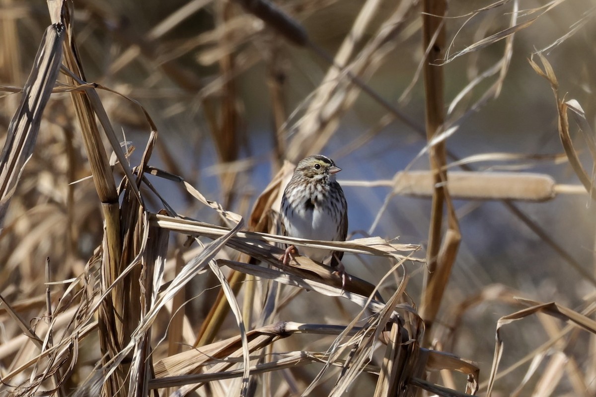 Savannah Sparrow - ML644005750