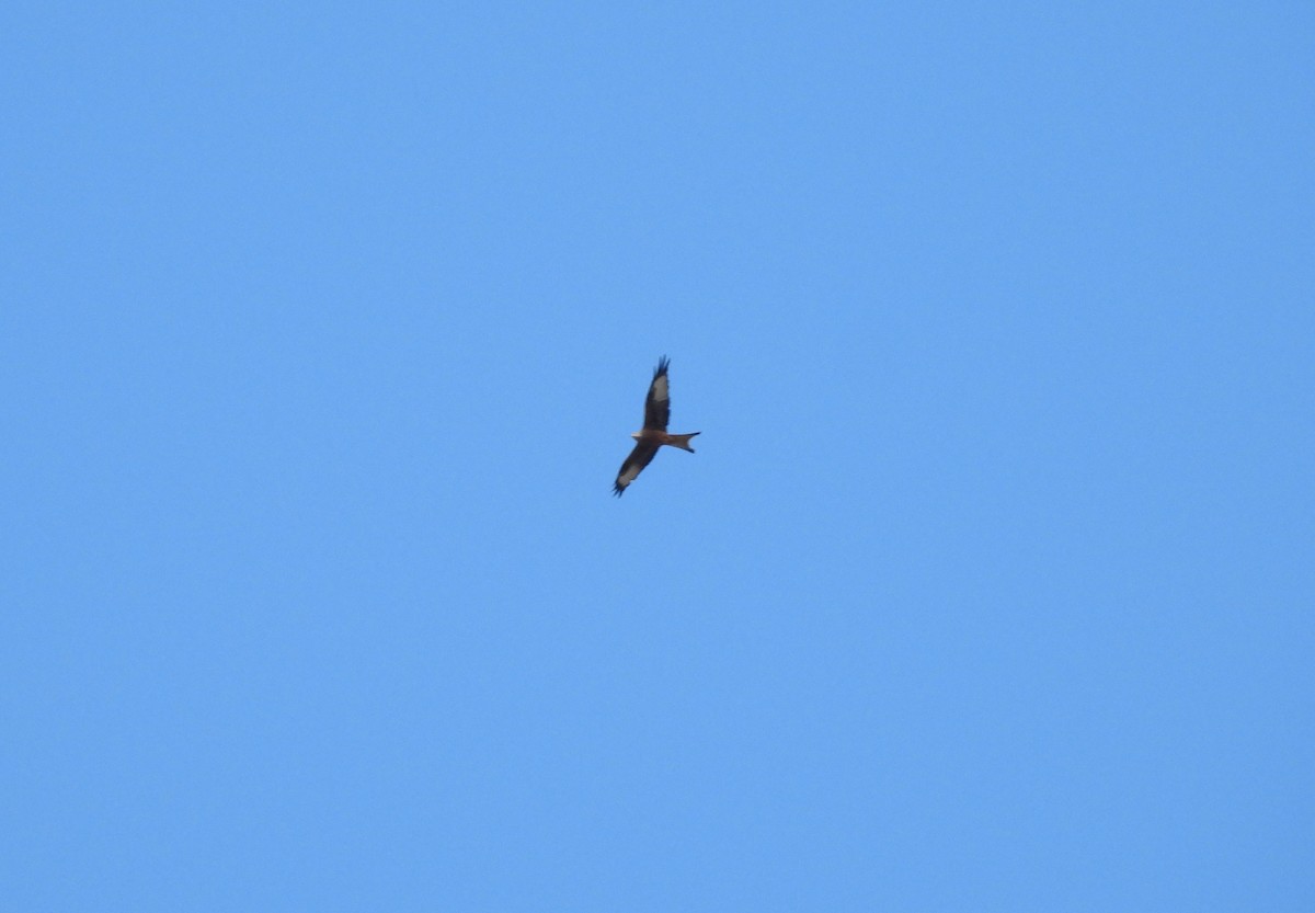 Red Kite - ML644005752