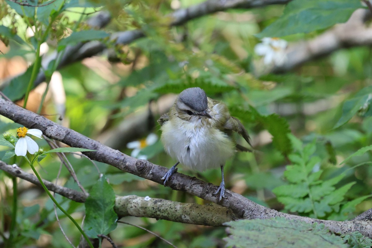 Red-eyed Vireo - ML644005753