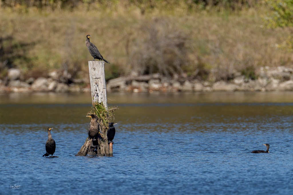 Neotropic Cormorant - ML644005776