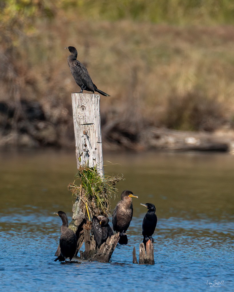 Neotropic Cormorant - ML644005777