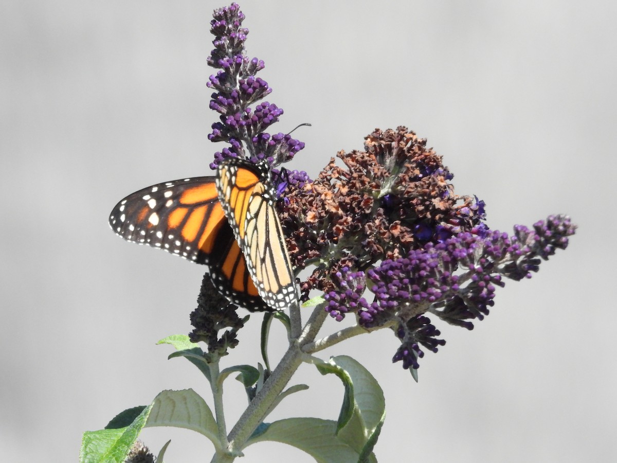 Monarch - ML644005787