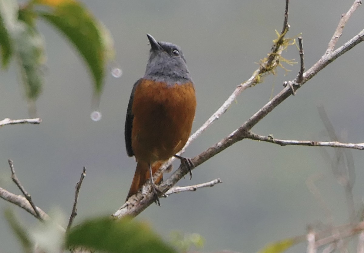 Forest Rock-Thrush (Forest) - ML644005798