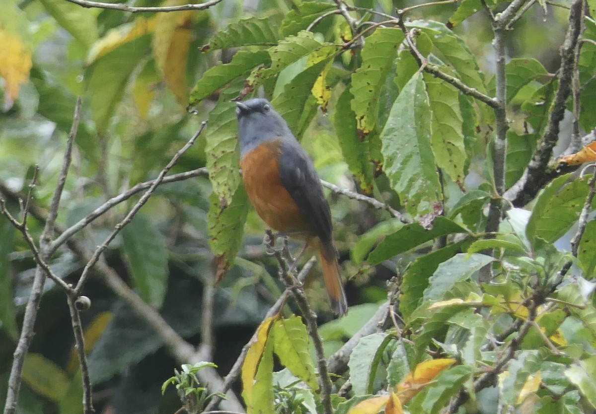 Forest Rock-Thrush (Forest) - ML644005799