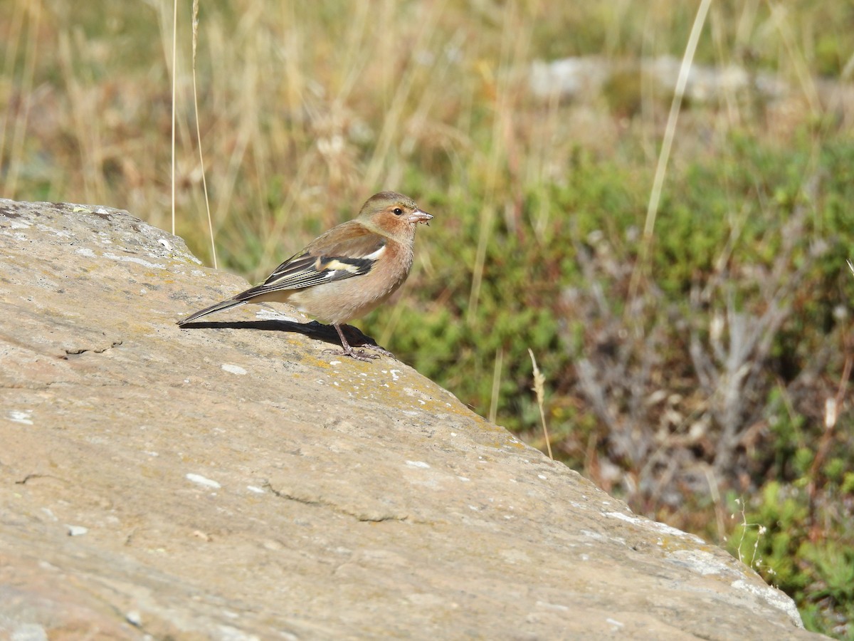 Common Chaffinch - ML644005860