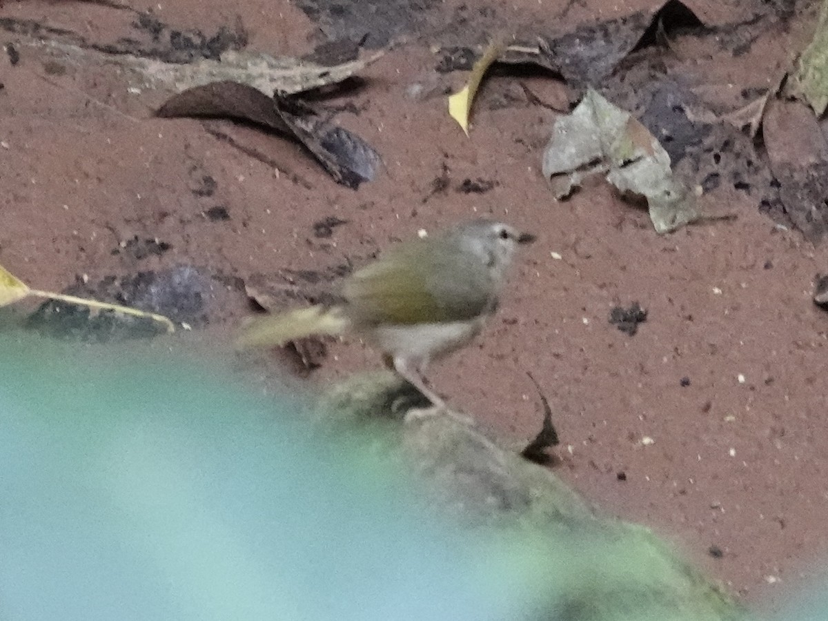 Riverbank Warbler - ML644005872