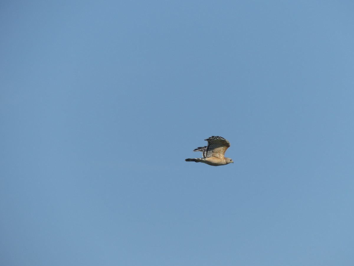 Red-shouldered Hawk - ML644005876