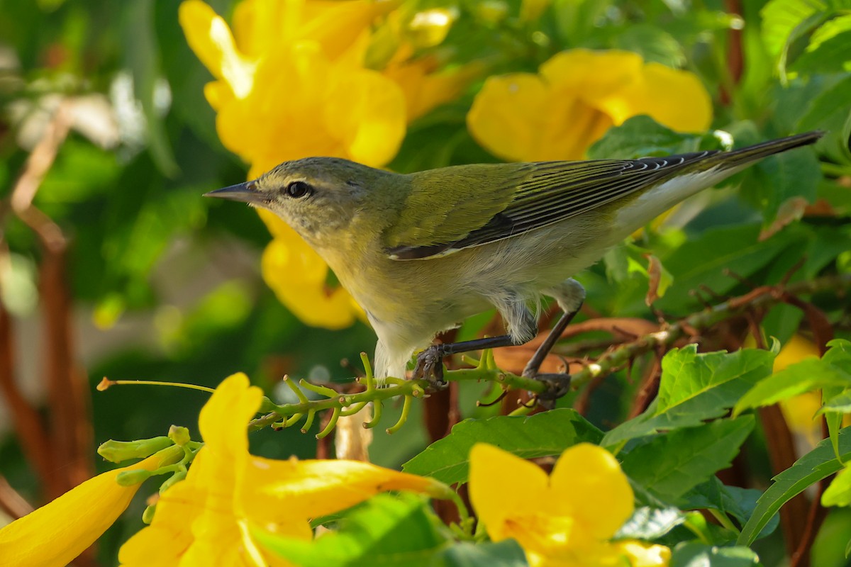 Tennessee Warbler - ML644005891