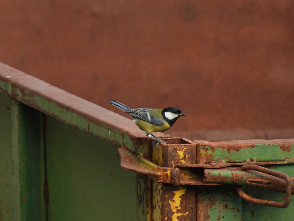 Coal Tit - ML644005901