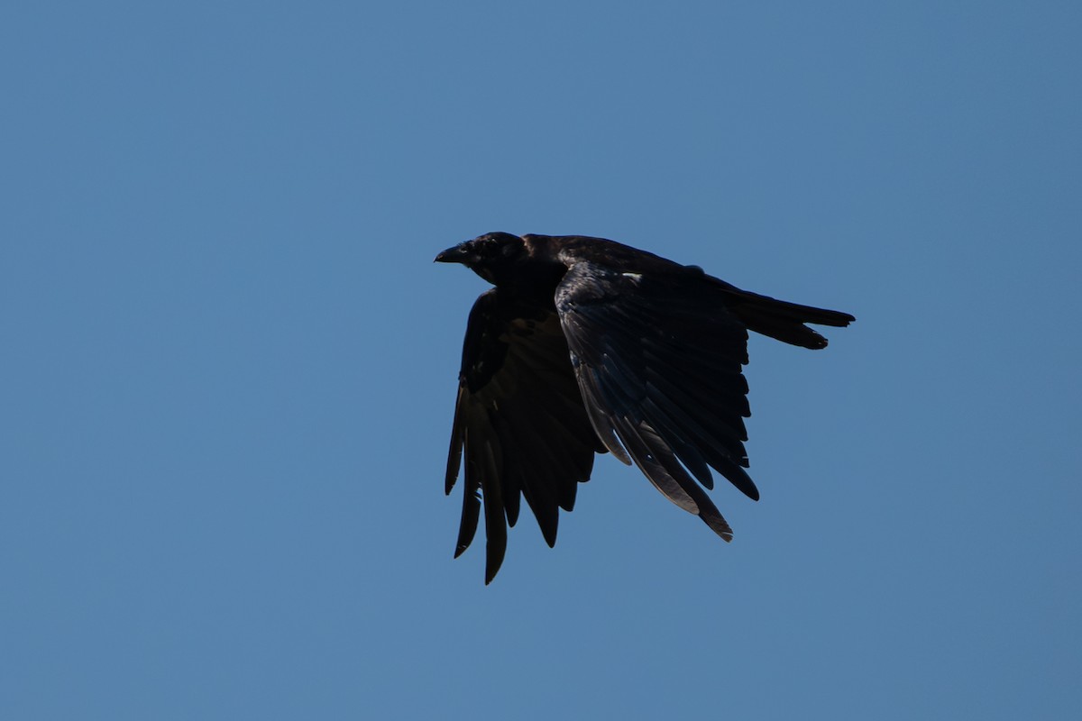 American/Fish Crow - ML644005905