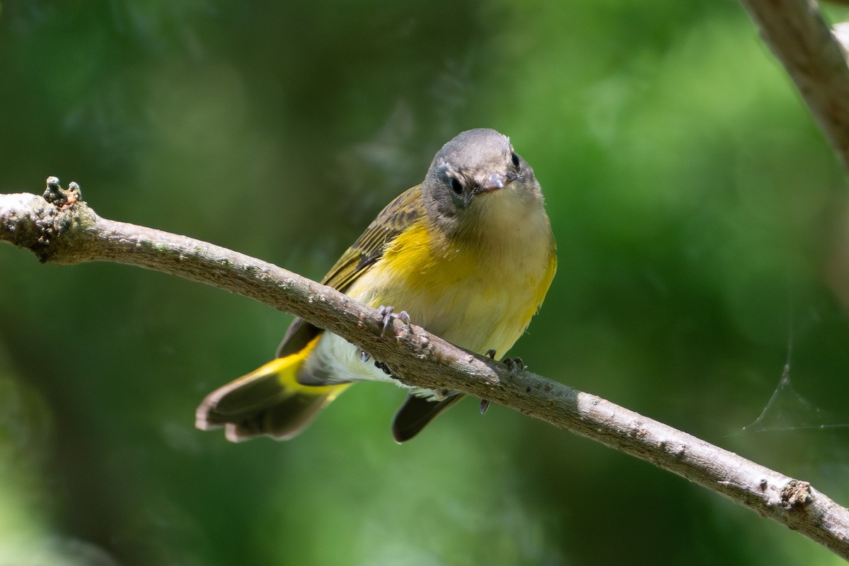 American Redstart - ML644005909