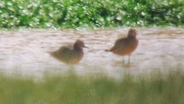 Urre-txirri siberiarra - ML644005922