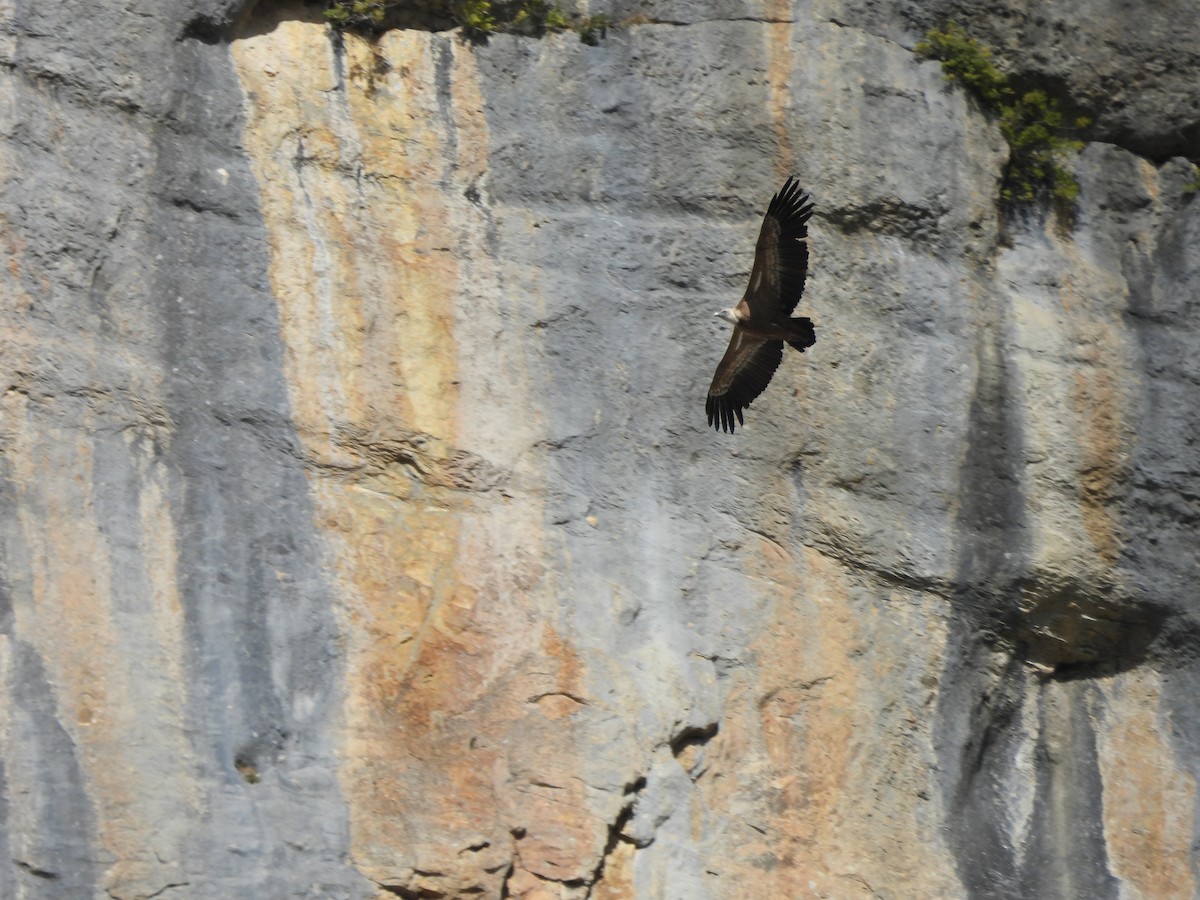 Eurasian Griffon - ML644005949