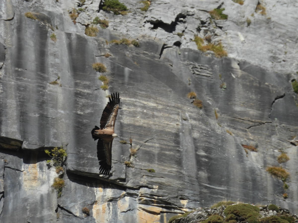 Eurasian Griffon - ML644005950