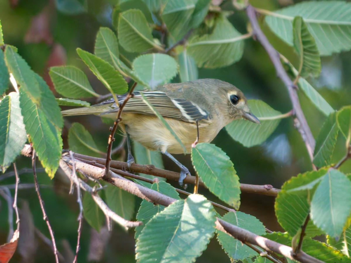 Hutton's Vireo - ML644005951