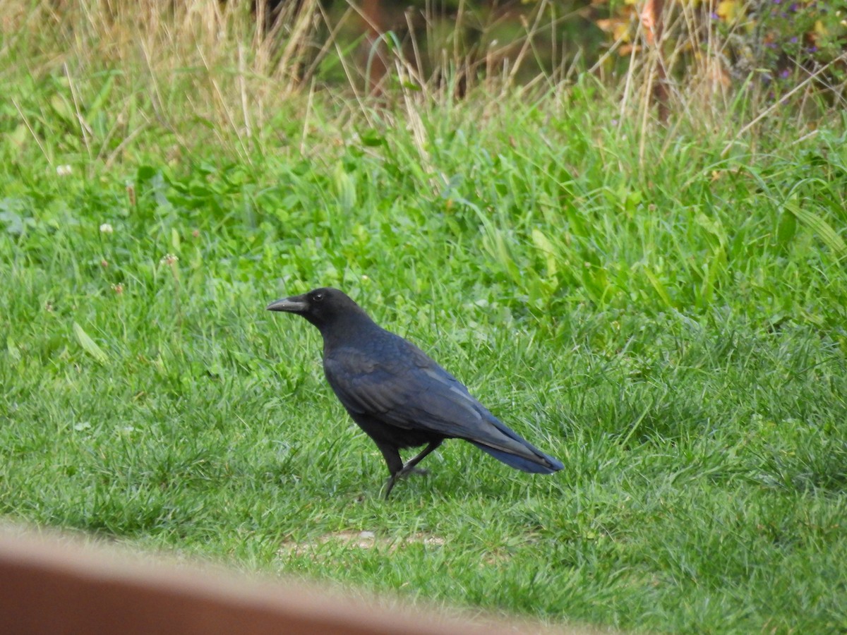 Carrion Crow - ML644005973