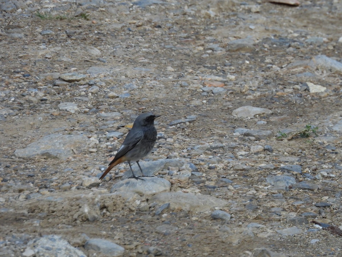 Black Redstart - ML644005990