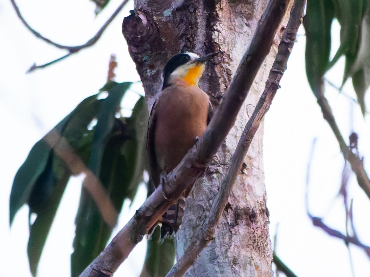 White-fronted Woodpecker - ML644006039