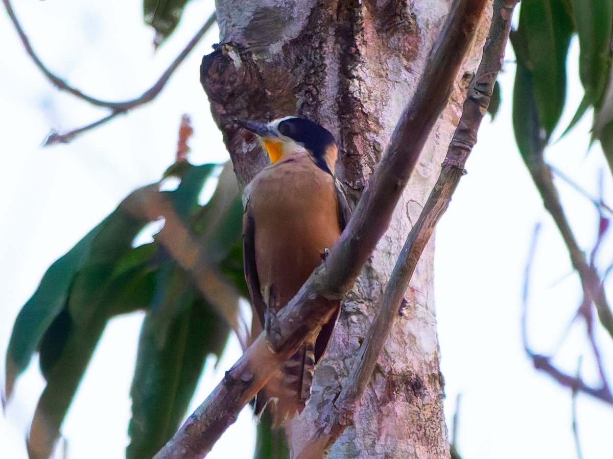 White-fronted Woodpecker - ML644006040
