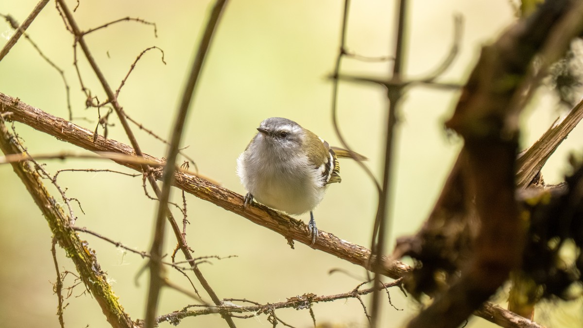 White-banded Tyrannulet - ML644006044