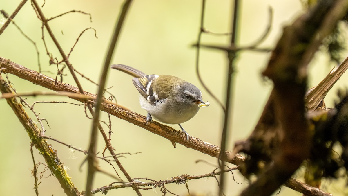 White-banded Tyrannulet - ML644006045