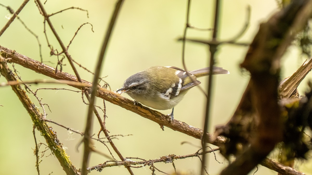 White-banded Tyrannulet - ML644006046