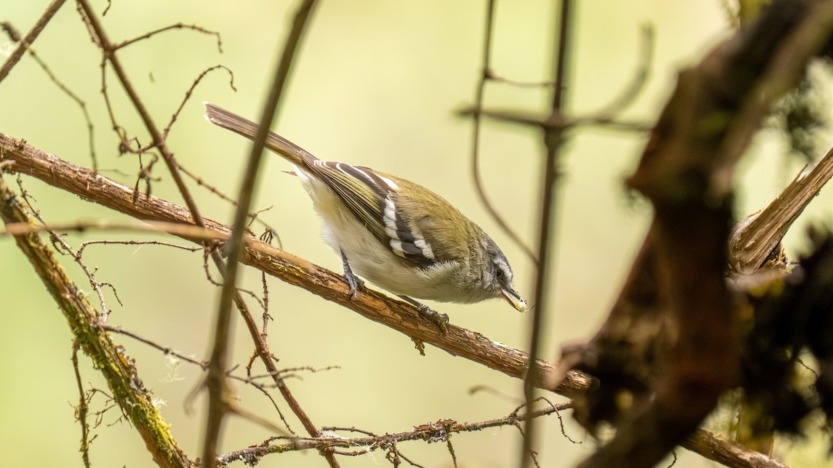 White-banded Tyrannulet - ML644006047