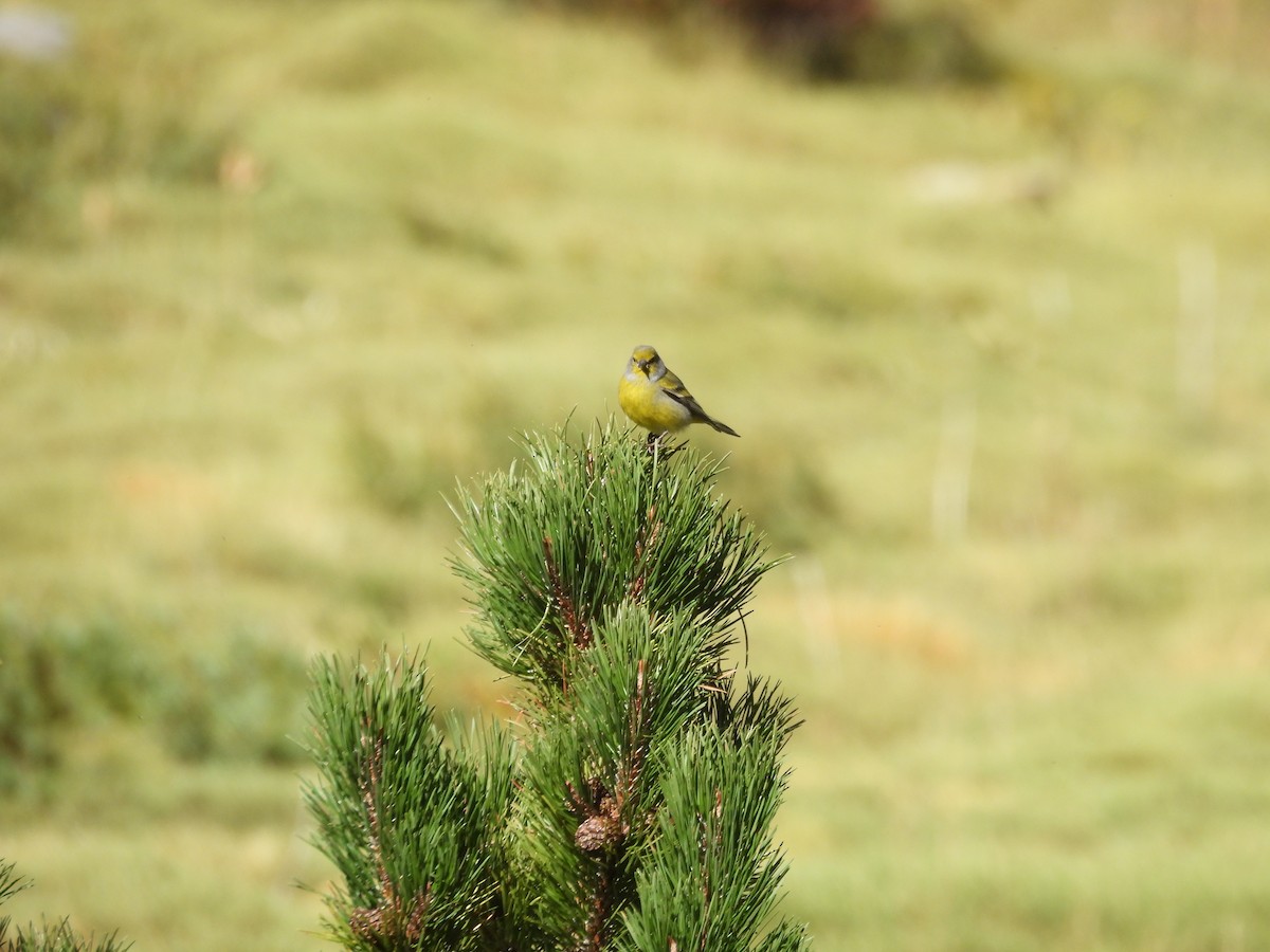 Citril Finch - ML644006060