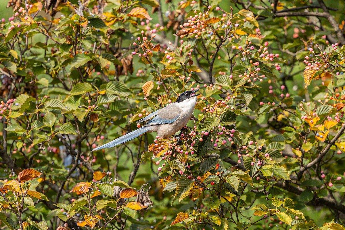 Mavi Saksağan - ML644006061