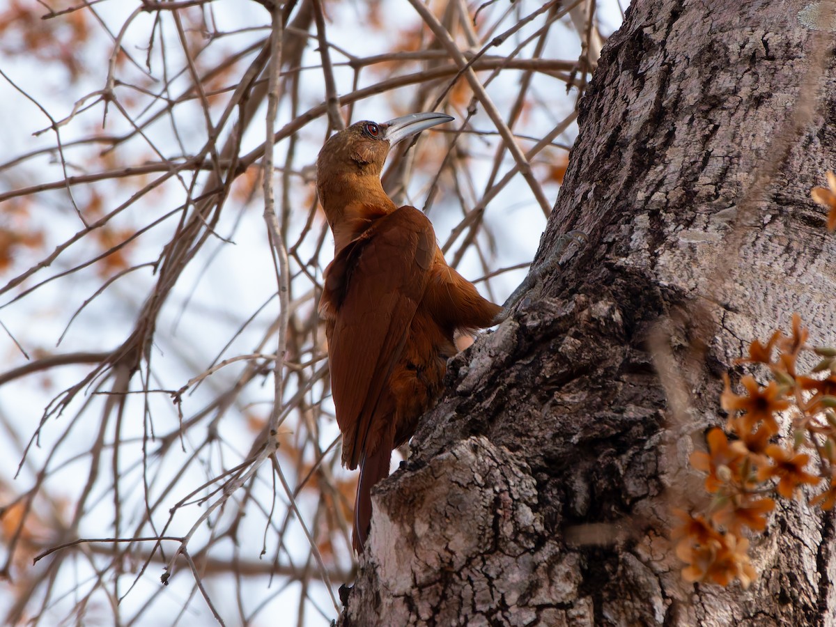 Great Rufous Woodcreeper - ML644006072