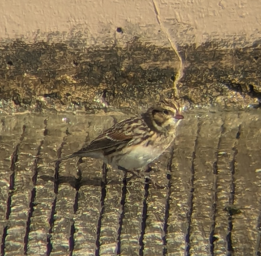 Lapland Longspur - ML644006090