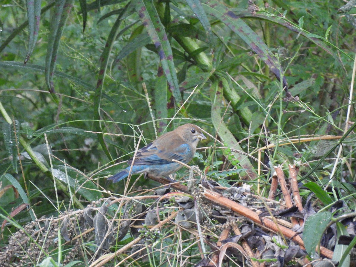 Indigo Bunting - ML644006115