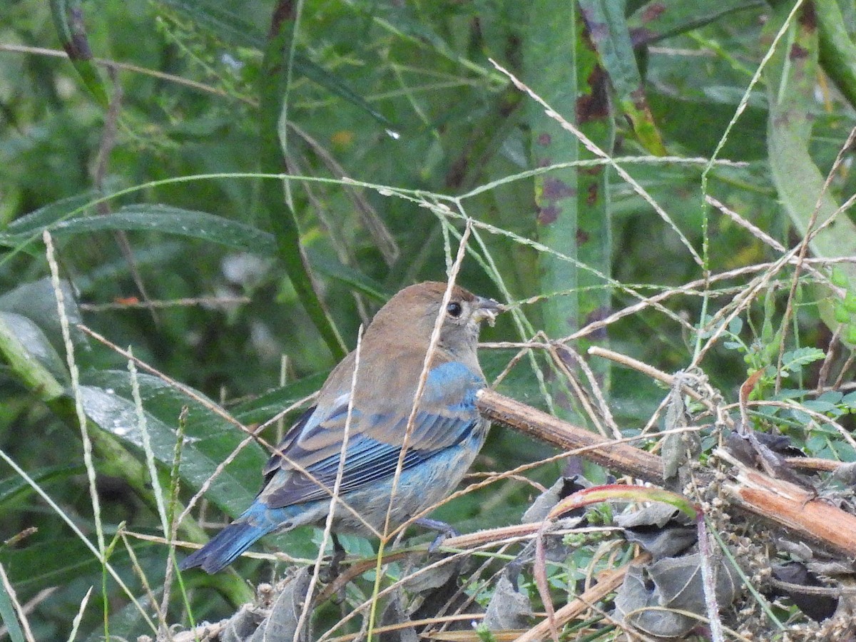Indigo Bunting - ML644006116
