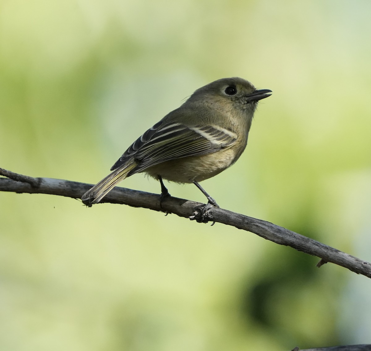 Hutton's Vireo - ML644006122